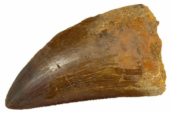 Bargain, Carcharodontosaurus Tooth - Real Dinosaur Tooth #308367